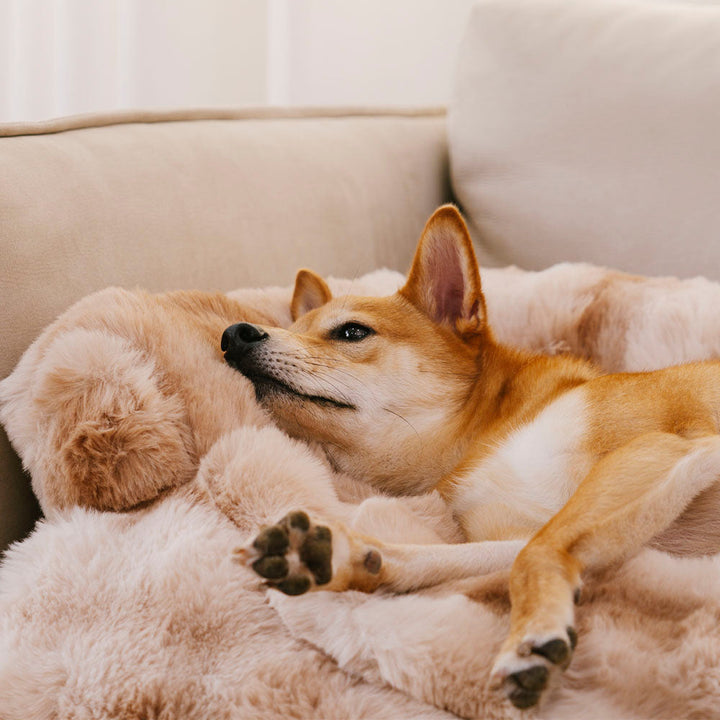 Elouera | Fluffy Faux Fur Dog Bed and Sofa Protector Mat - image 4