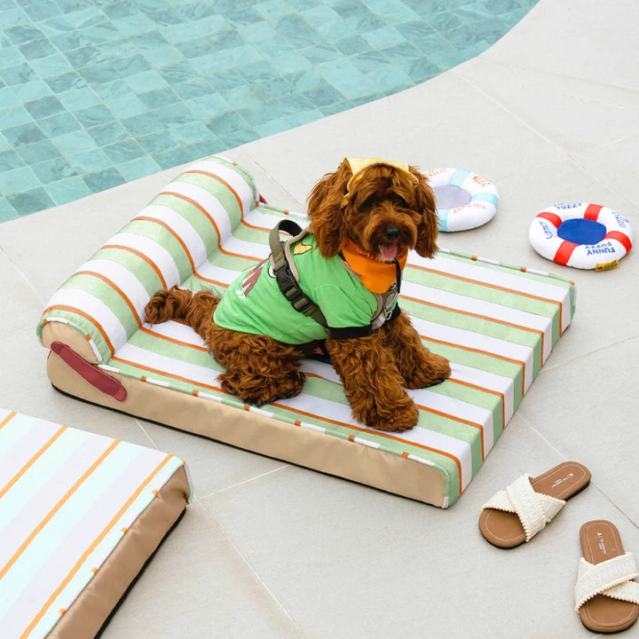 Linden | Cooling Orthopedic Dog Bed with Memory Foam and Washable Water Resistant Cover - image 9