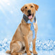 Ortrud | Dog Cooling Neck Wrap for Summer Walks, Hiking & Beach Days - image 1