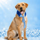 Ortrud | Dog Cooling Neck Wrap for Summer Walks, Hiking & Beach Days - image 13