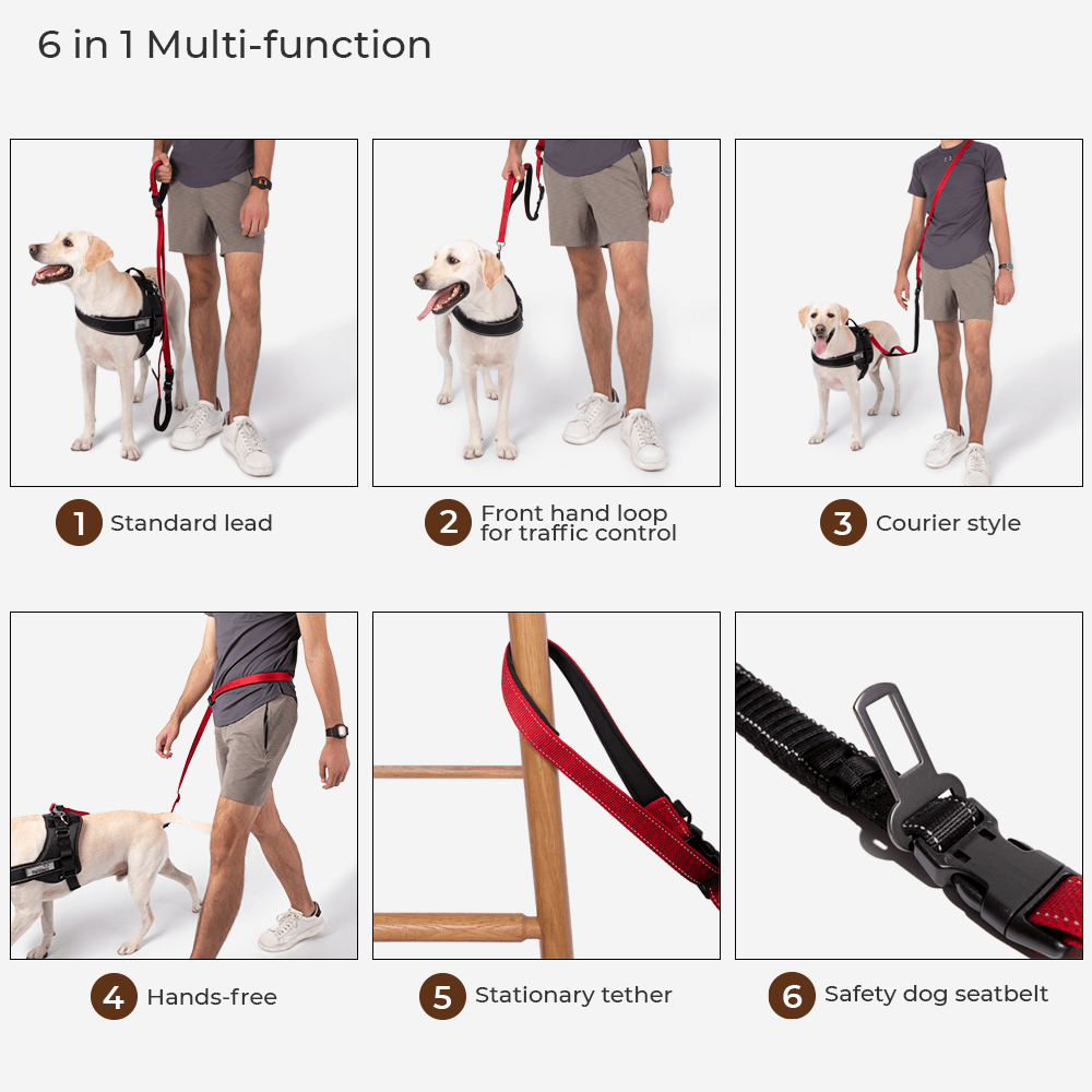Walkerville | Hands-Free Multifunction Dog Lead with Car Seatbelt - image 5